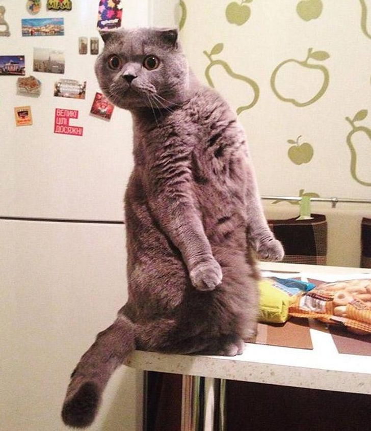 88032256de960447ec20264dec