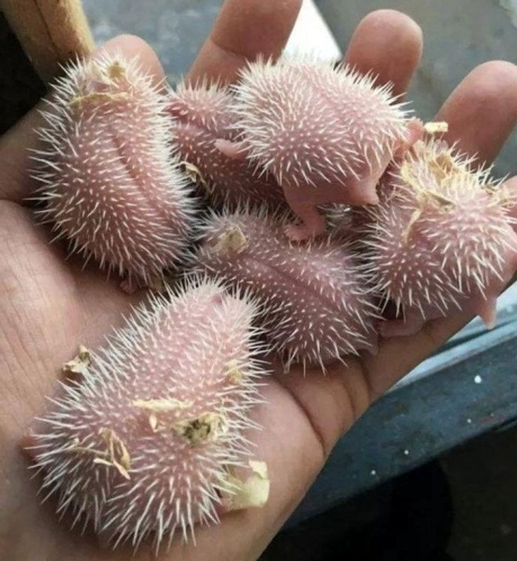 8849205620a1ac2e7006bc633e