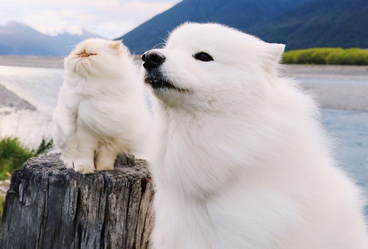 88bc0c5f6ca6ce5443ce223d32