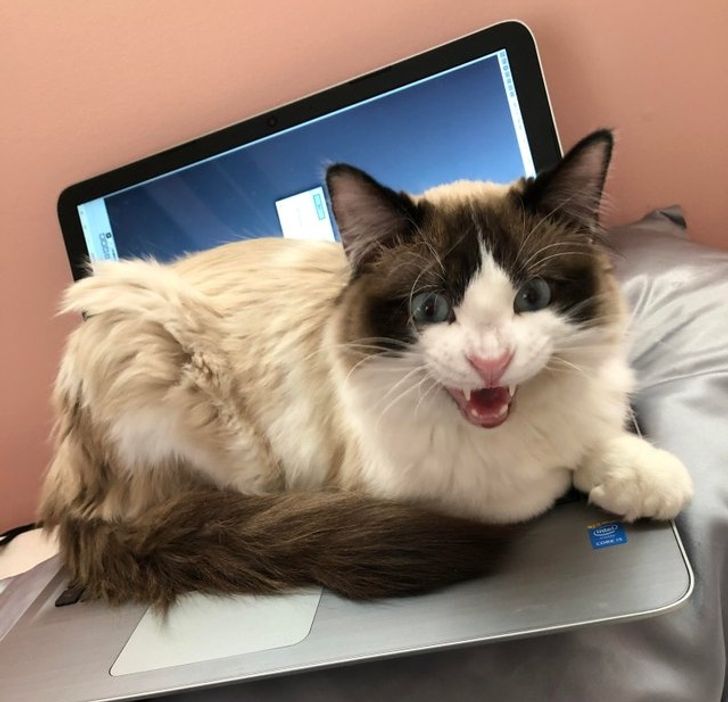 88ce835896b876c438c7f36216