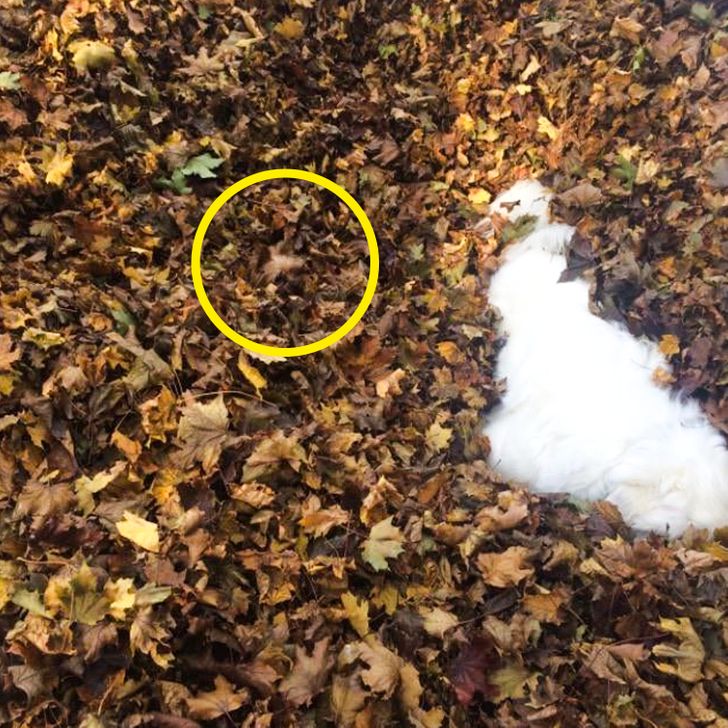 8964cd50cda189c423a8fd2271