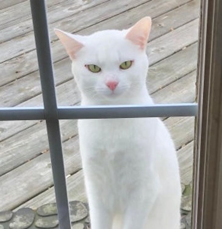 897c445700a53017e9b4b44513