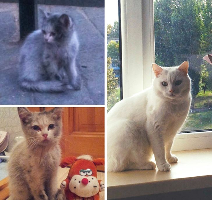 8b28a752c0a454ebdb56aad611