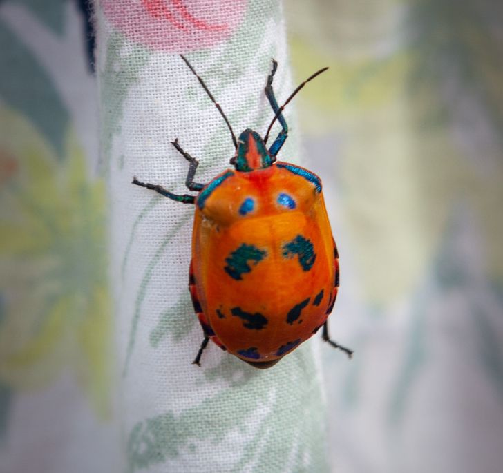 8d8bc958a69e211ffe8f2994bc