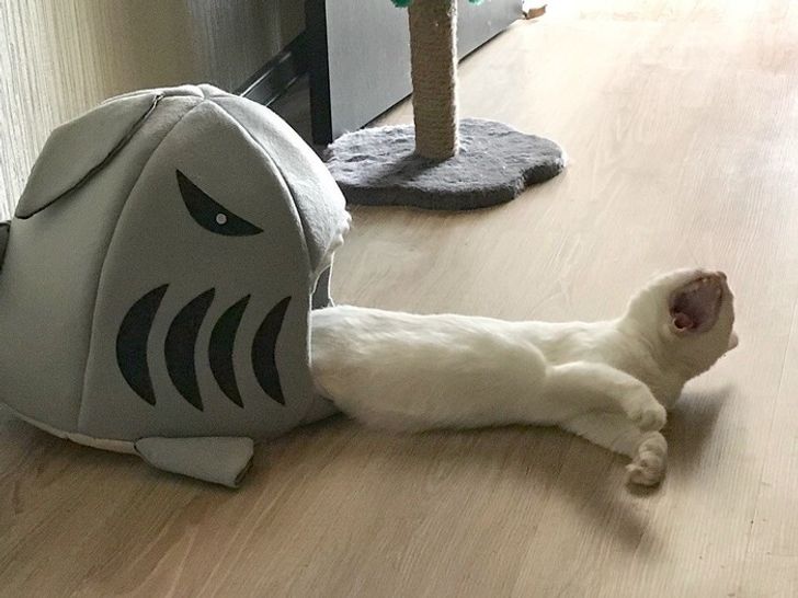 8daa285e6d8e1eb28174e61460