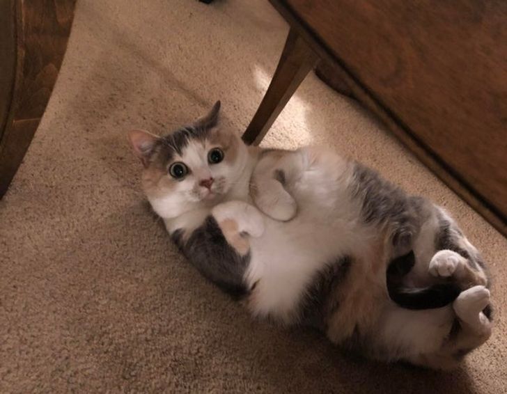 8daed05c569f61e2689ef972bf