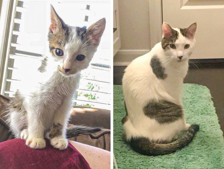 8e003b5e77bcc07f7b27252016