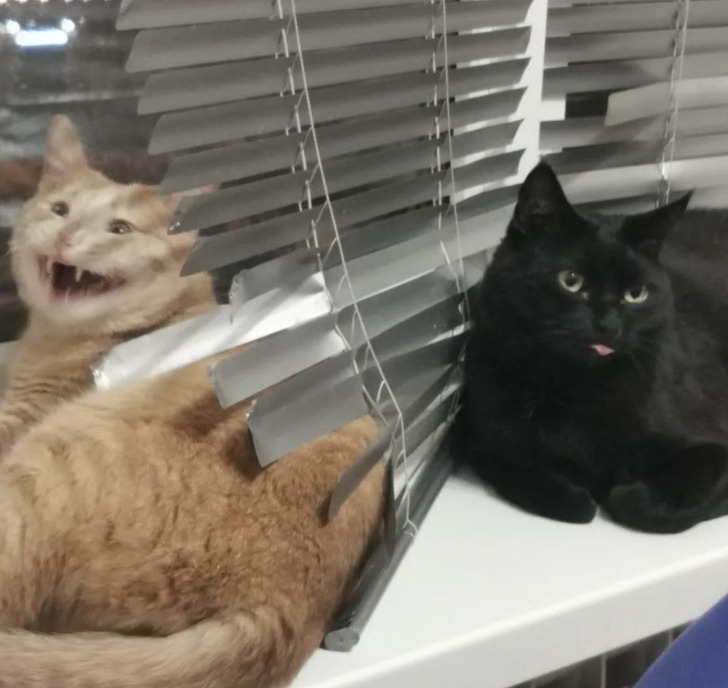 8e0c6e567baf303aed6435a0a9