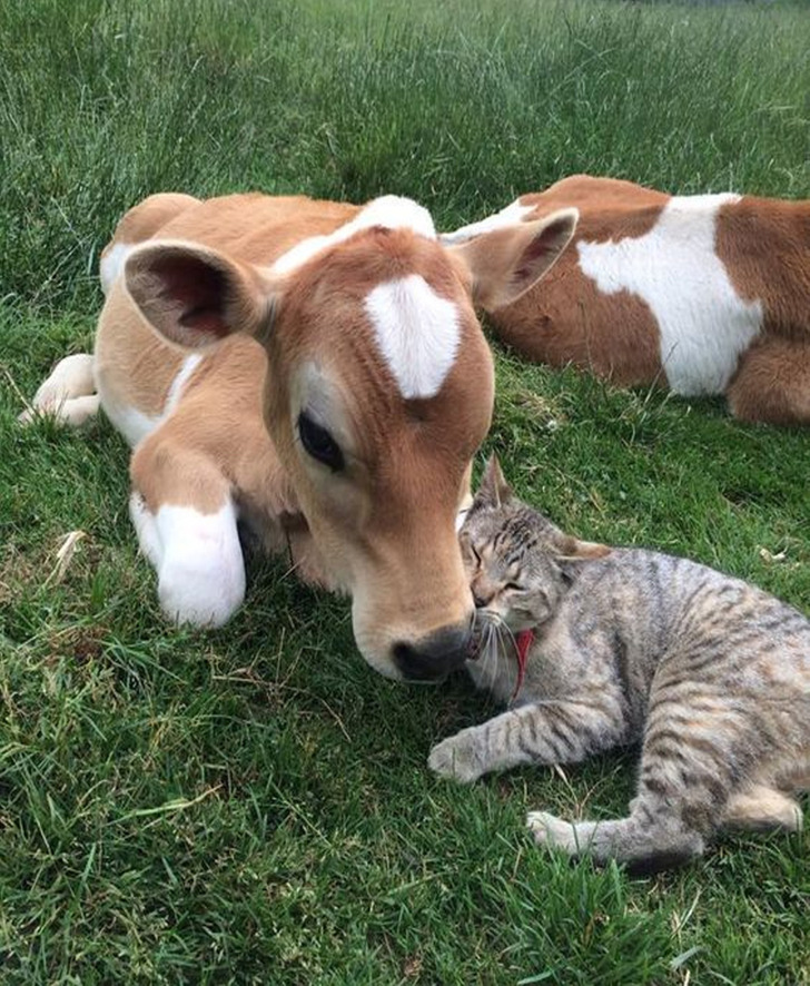 8eaeca5337ab2a835e9c038250