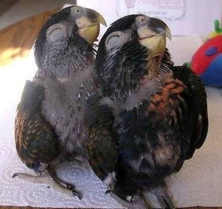 8ec5105ad5993712707c00f40c