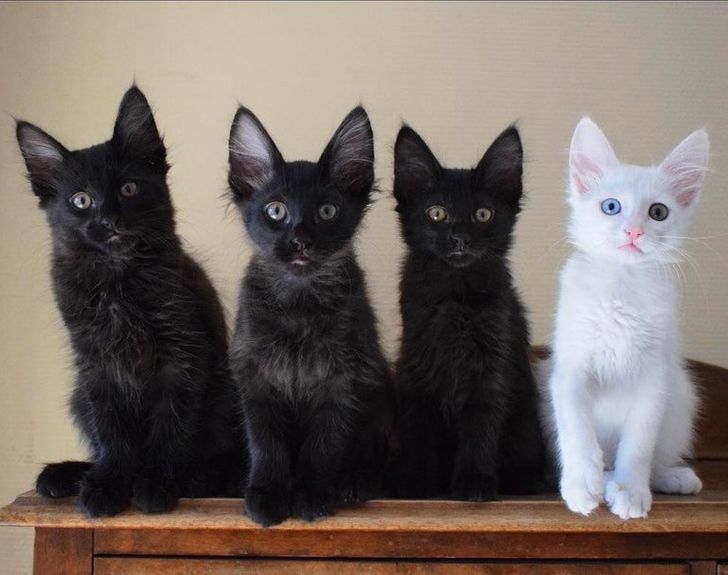 8eee4b5a6c82c06307036e73d7