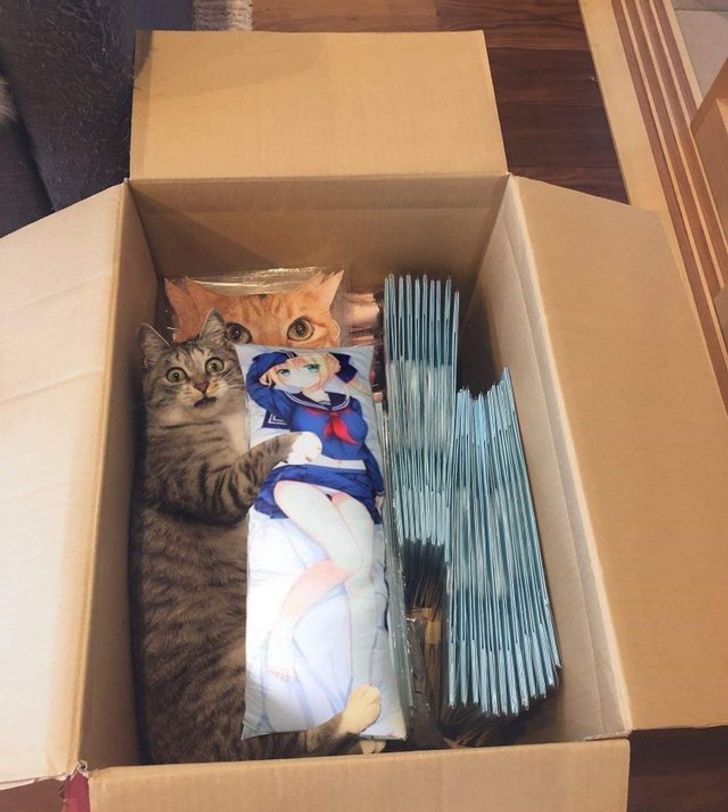 8f8c5453faa74c40259d41332f