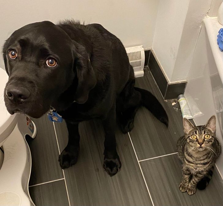 903e8256a0b46597997e46197f