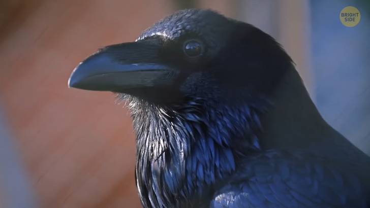 916d7254f19497f46252fdae13