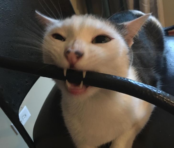 917dec5a87bee0a3239b73e45e