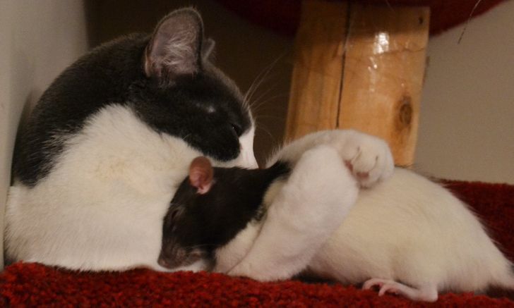 929cd95b0aac45a31aaee2ab68