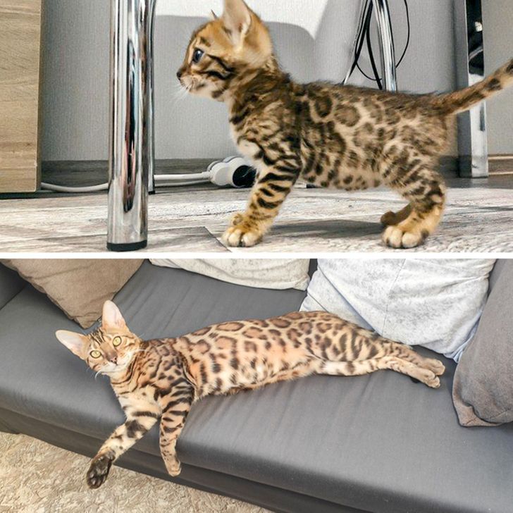 93a6385ae8834d59a50bb03e66