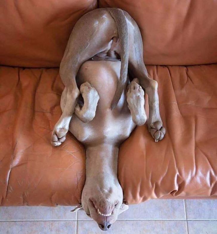 93dda75d238588a219eeb4b66c