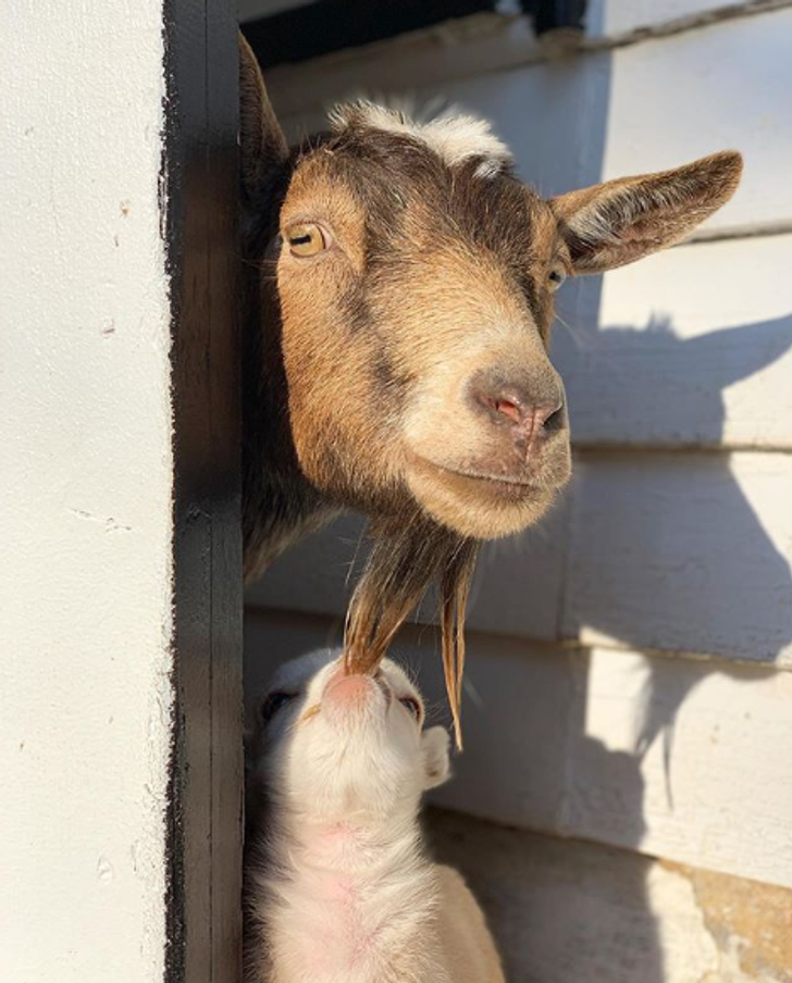 94c7735378be8c127dfe96239b