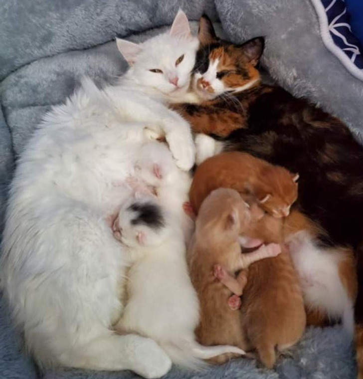 954cc357d9a3c3a44fe1dc9f75