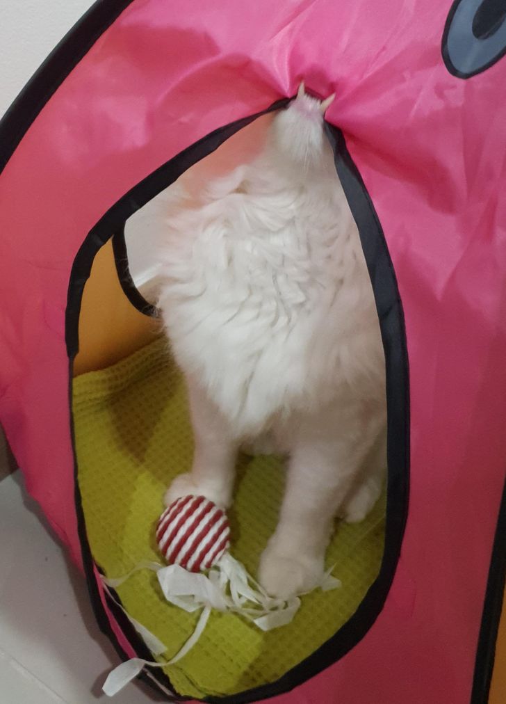 9577e85e238e8a7740fc4a8249