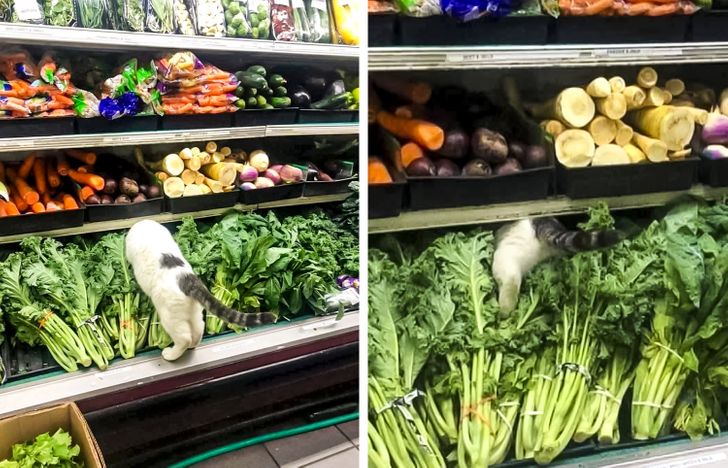 967f3650c9bcfbe5d03b7c2fa2