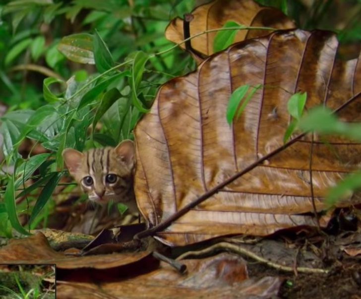 96c7635abe8722fe7cdae5972f