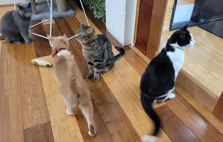 974db25803bd63dff9a0442a59