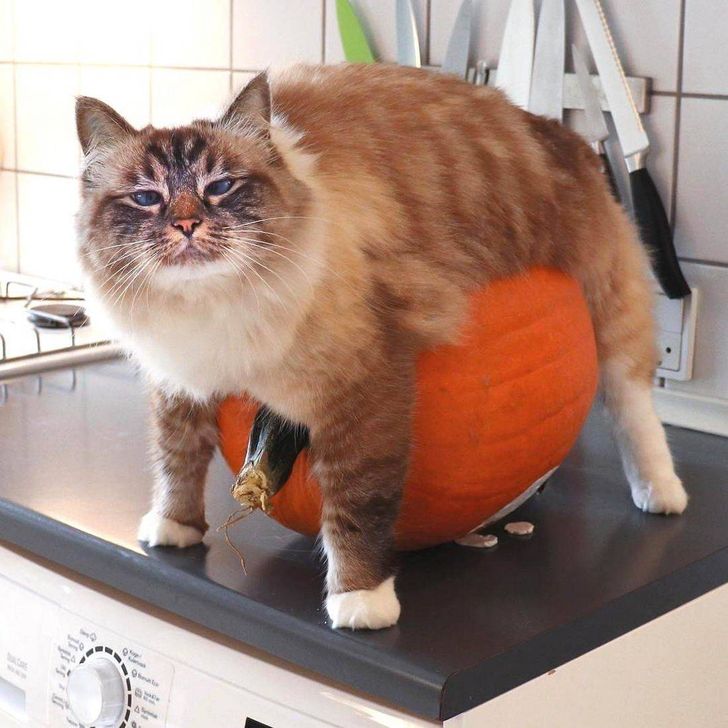 9750755f6ca820c21d5d49fb93