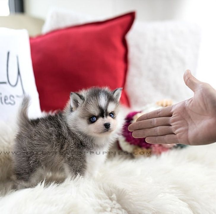 97634c52b19ca8126dd5542342