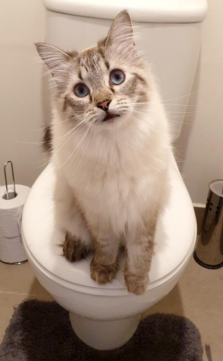 976a0c57a28caf58a6135fc05b