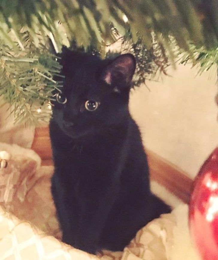 97ad4650b791fcdddc4bc80339