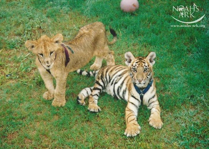 97af805c16b8bf7c480f618bd4