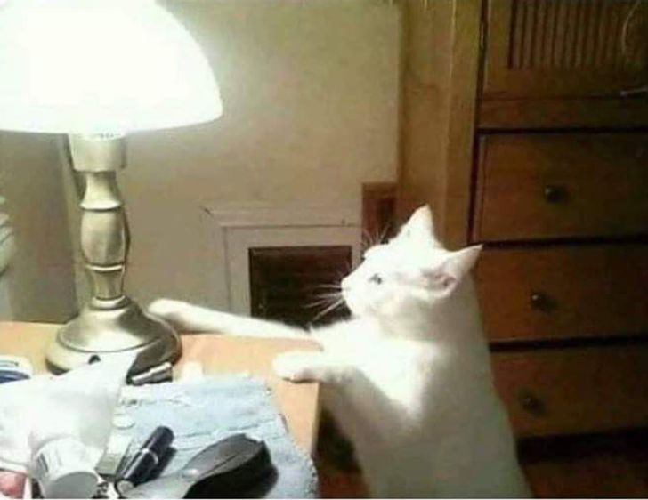 97c8d550ac936ccd9588c501f4