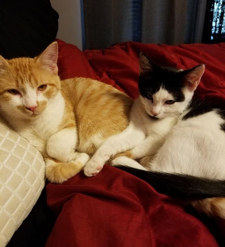 97d7f85c948342924b7cc3418d