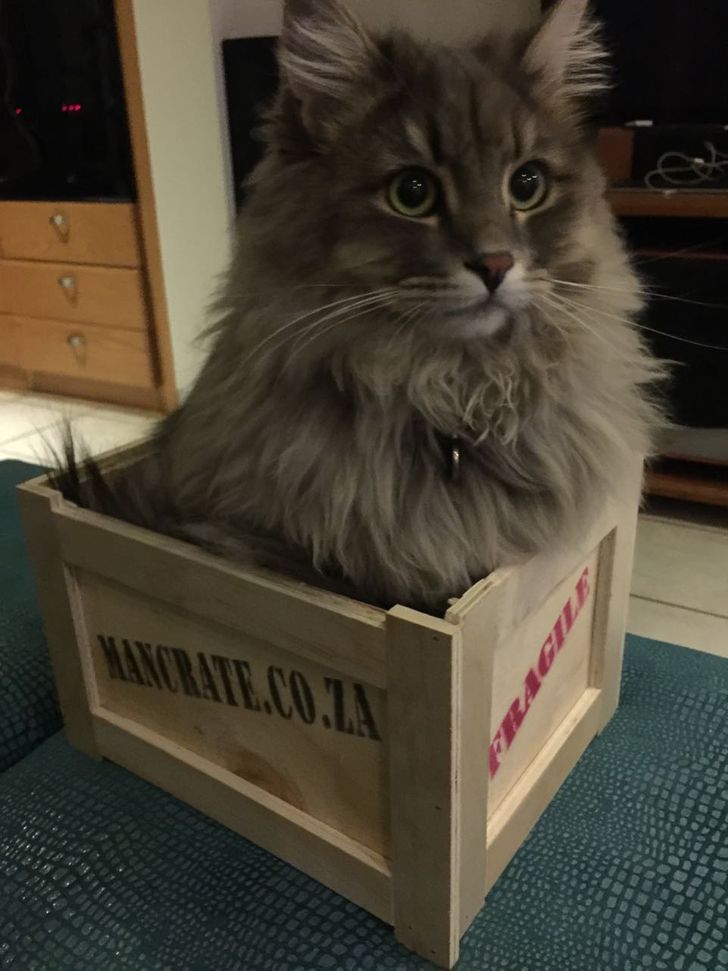 98c36355889b3199f2a678f007