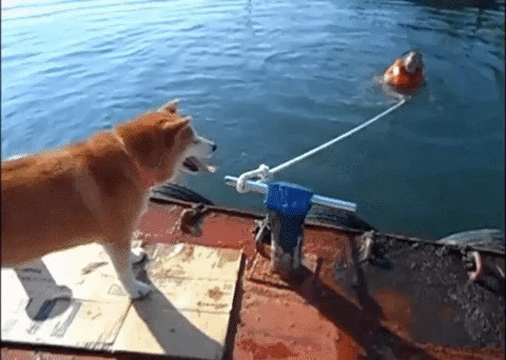 991e91588f84b403dd27609437