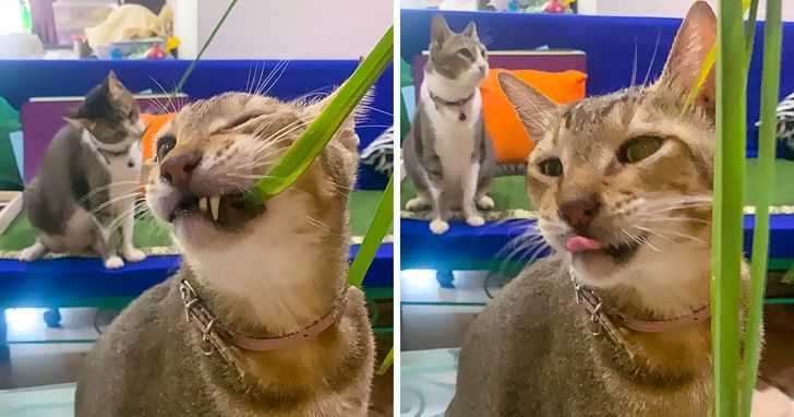 992844515597ca42059fea4c34