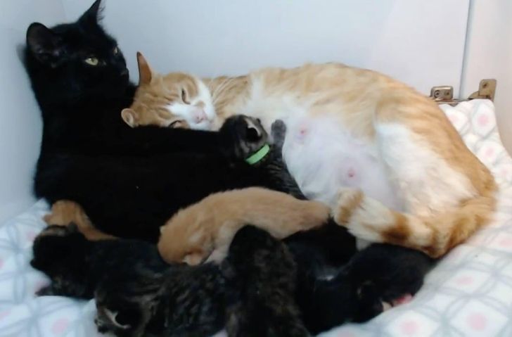 993ce952a6b321747f9ec3b043