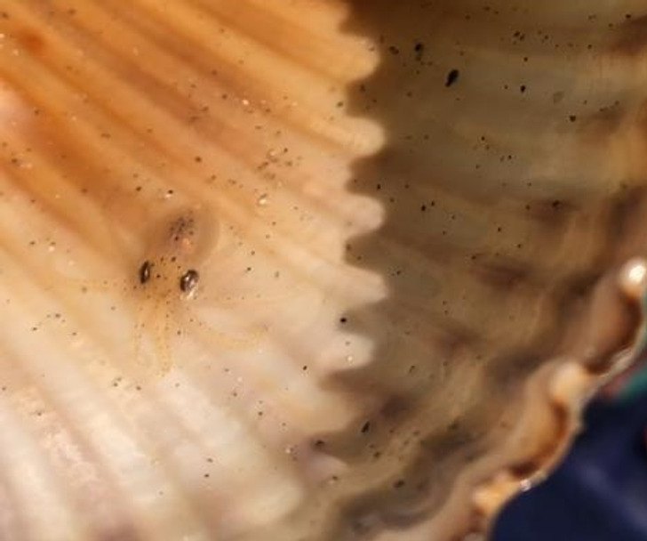 99d3b453c3a394ba0876f6d558