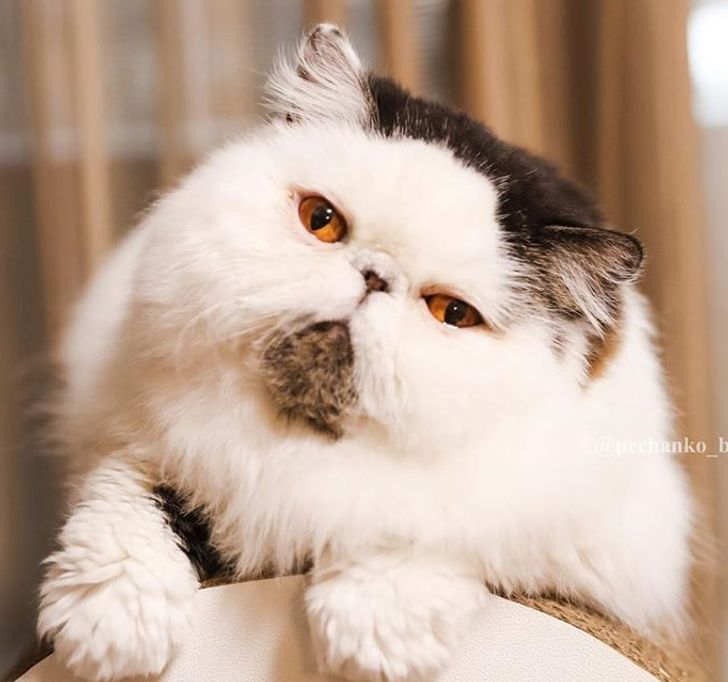 9a1ba35dfcb62d18dc52ab2f4d