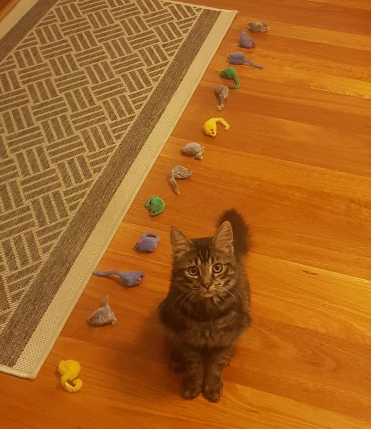 9a9fe95b81833651d22ee0c14c