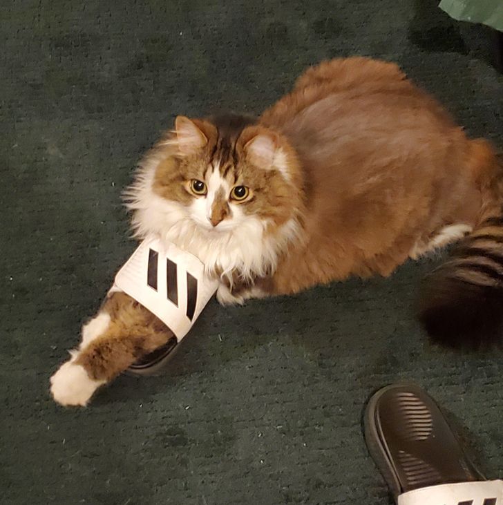 9c530b54c0ba0de38dea76ad2c