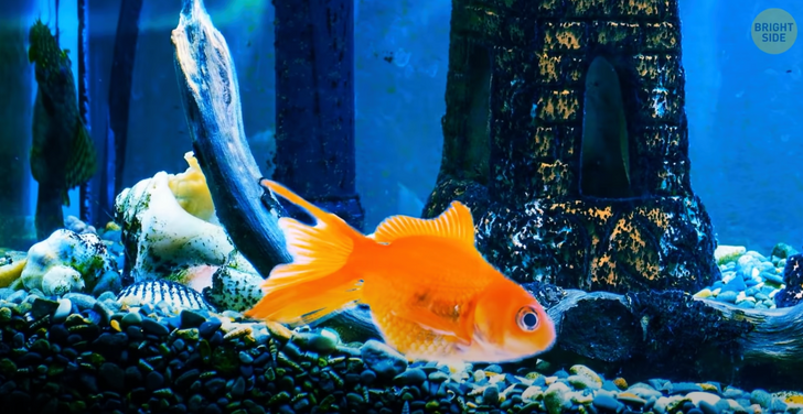 9cba8056ff83276db54ad29cb4