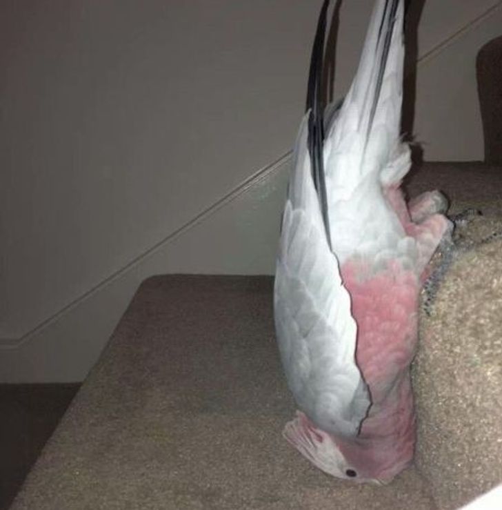 9f305952baa96ccef041ac681d