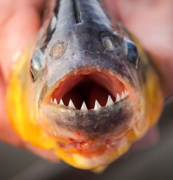 9f6f4550e3879204454fd02cfc