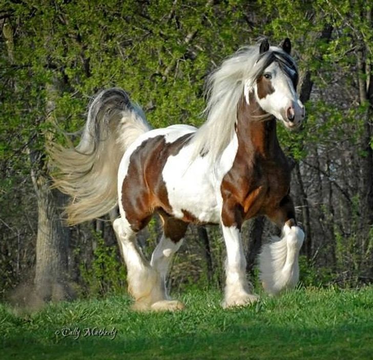 a15a355ec5beafa2aa03eba396