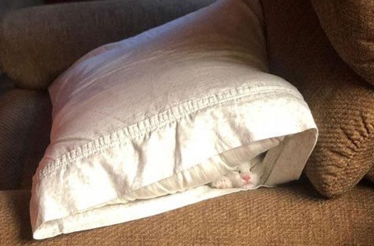 a209e45d3a887fd8765a29e151