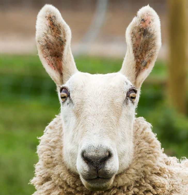 a28e515d4cae71a4713d3b6dec