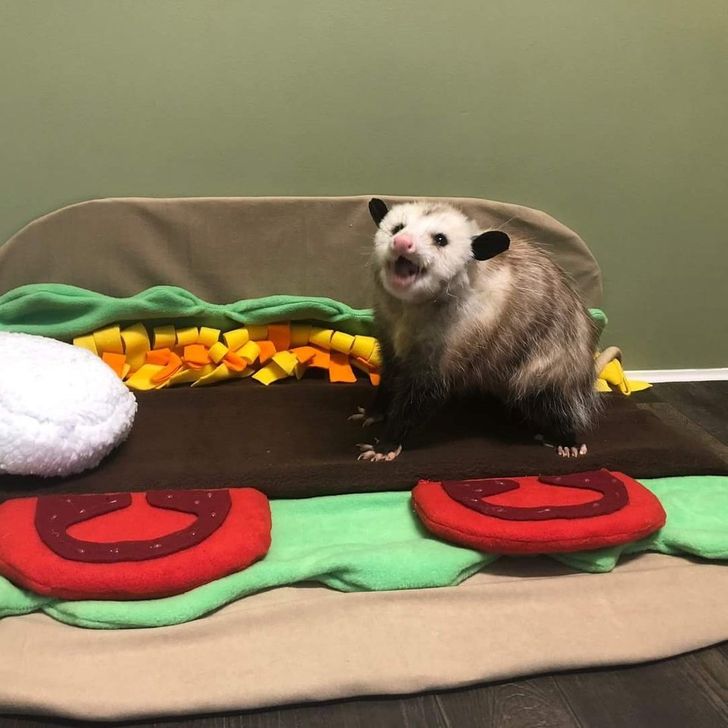 a2a764532b9e26203909747196